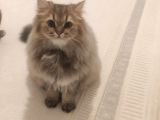 Ny25 Safkan British Longhair Erkek 7 Aylık