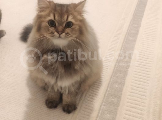 Ny25 Safkan British Longhair Erkek 7 Aylık görsel