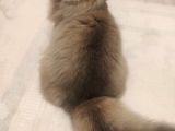 Ny25 Safkan British Longhair Erkek 7 Aylık