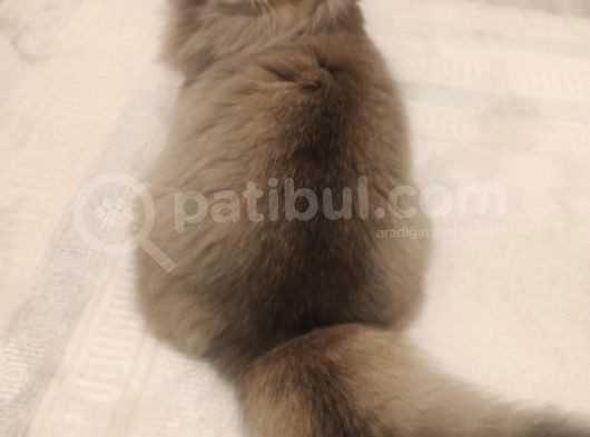 Ny25 Safkan British Longhair Erkek 7 Aylık görsel