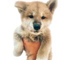 Turuncuya dönmeye hazırız japon akita