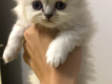 Safkan British Longhair Dişi Yavru