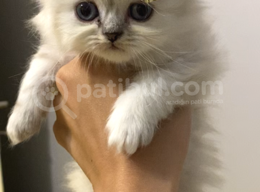 Safkan British Longhair Dişi Yavru görsel