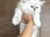 Safkan British Longhair Dişi Yavru