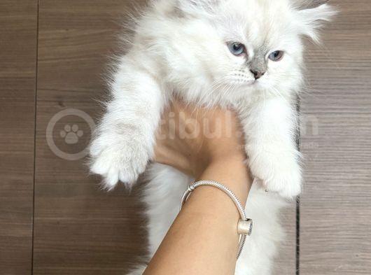 Safkan British Longhair Dişi Yavru görsel