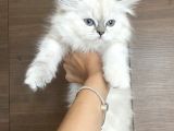 Safkan British longhair dişi Yavru