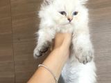 Orijinal British Longhair Bluepoint Dişi Yavru