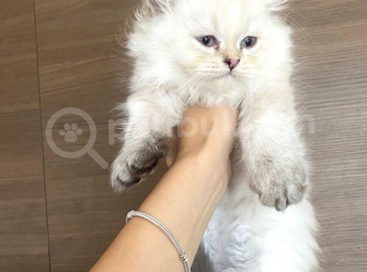 Orijinal British Longhair Bluepoint Dişi Yavru görsel