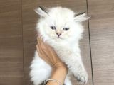 Orijinal British Longhair Bluepoint Dişi Yavru
