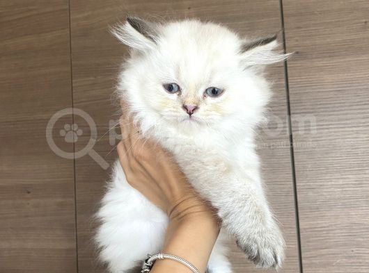Orijinal British Longhair Bluepoint Dişi Yavru görsel