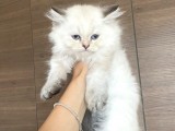 Orijinal British Longhair Bluepoint Dişi Yavru