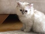 Safkan British Longhair Dişi Yavru