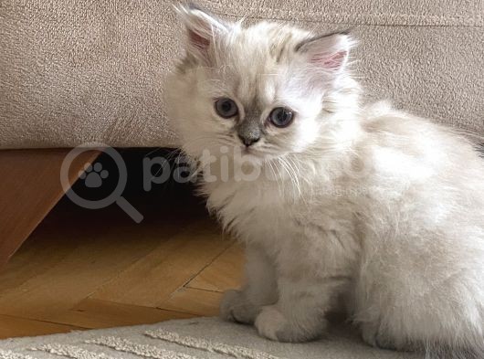 Safkan British Longhair Dişi Yavru görsel