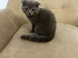75 günlük scottish fold