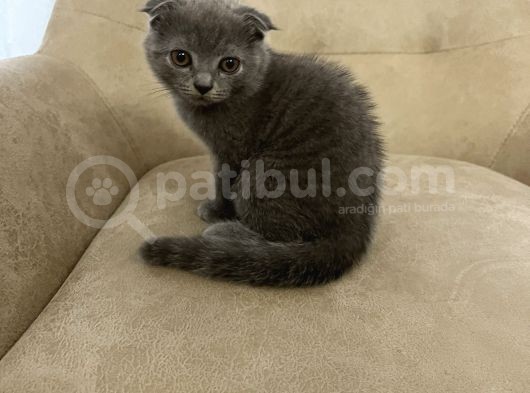 75 Günlük Scottish Fold