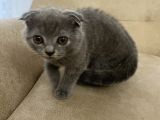 75 Günlük Scottish Fold