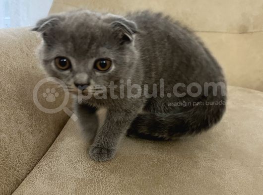 75 Günlük Scottish Fold görsel