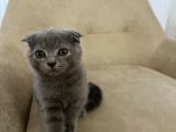 75 Günlük Scottish Fold