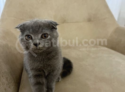 75 Günlük Scottish Fold görsel
