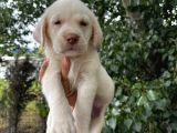 Labrador Şampanya Yavrular