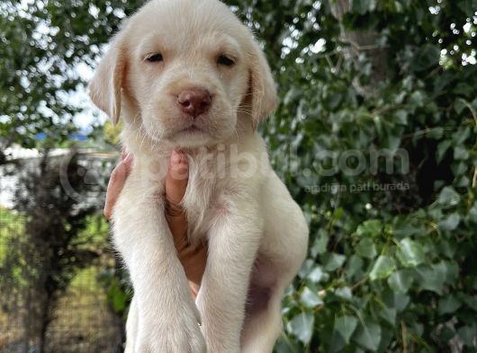 Labrador Şampanya Yavrular görsel