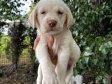 Labrador Şampanya yavrular