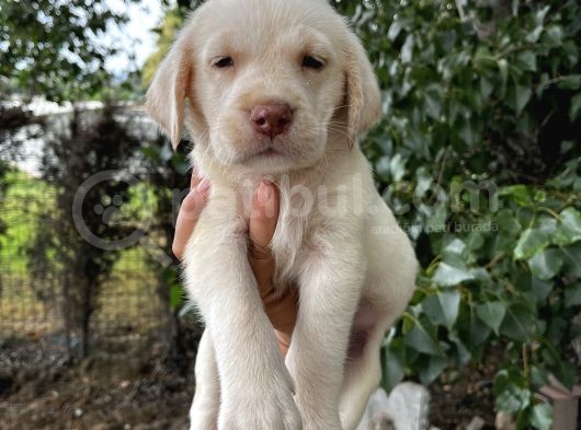 Labrador Şampanya Yavrular