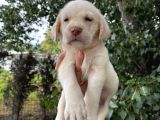 Labrador Şampanya Yavrular