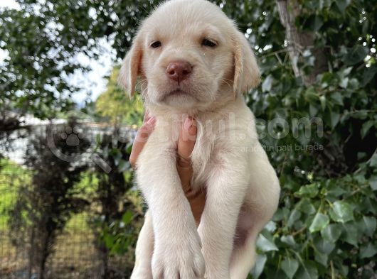 Labrador Şampanya Yavrular görsel