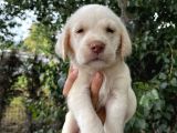 Labrador Şampanya Yavrular
