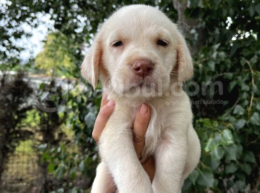 Labrador Şampanya Yavrular görsel