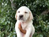 Labrador Şampanya Yavrular