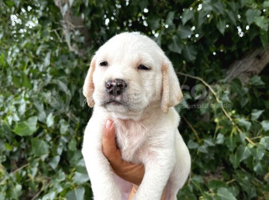 Labrador Şampanya Yavrular görsel