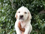 Labrador Şampanya Yavrular