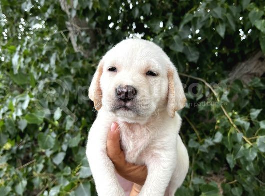 Labrador Şampanya Yavrular görsel