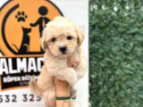 Küçük Maltipoo Oğlum