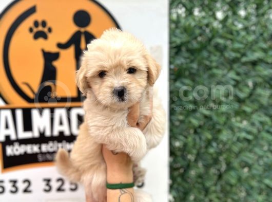 Küçük Maltipoo Oğlum görsel