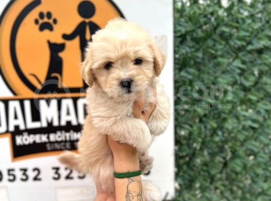 Küçük Maltipoo Oğlum görsel