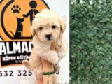 Küçük Maltipoo Oğlum