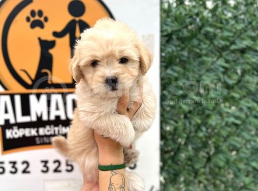 Küçük Maltipoo Oğlum görsel
