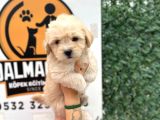 Küçük maltipoo oğlum