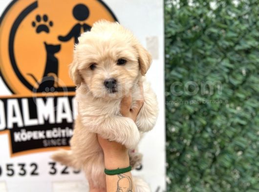 Küçük Maltipoo Oğlum