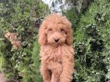 Güzeller Güzeli Poodle