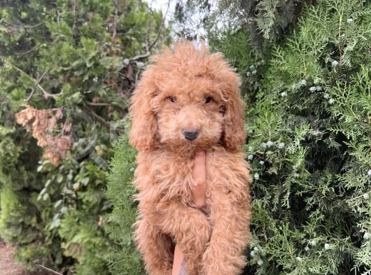 Güzeller Güzeli Poodle görsel