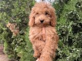 Güzeller Güzeli Poodle