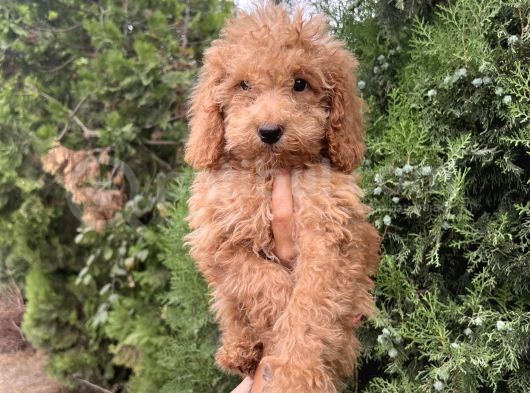 Güzeller Güzeli Poodle görsel