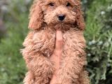 Güzeller Güzeli Poodle