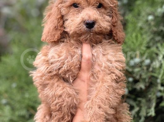 Güzeller Güzeli Poodle görsel