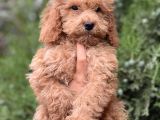 Güzeller güzeli poodle