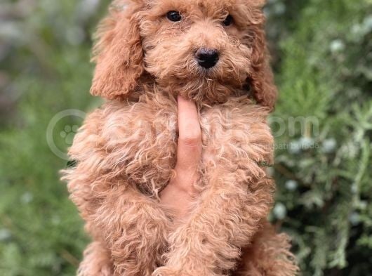 Güzeller Güzeli Poodle